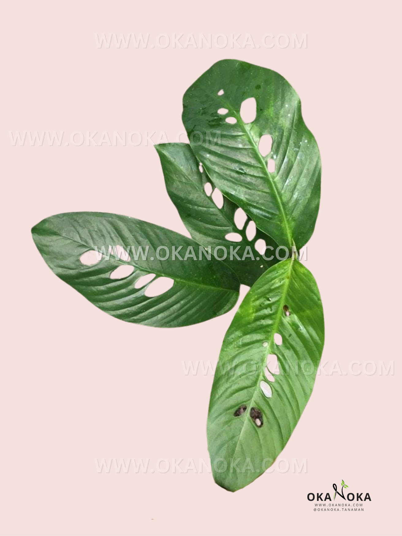 Healthy rooted Rhaphidophora Foraminifera Fenestrated growing in a nursery pot with lush tropical foliage.