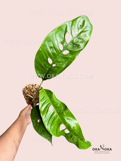 Rhaphidophora Foraminifera Fenestrated live plant with naturally perforated green climbing leaves.