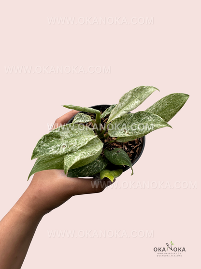 Hand holding small Philodendron Green Congo Nuclear Galaxy with detailed variegation pattern.