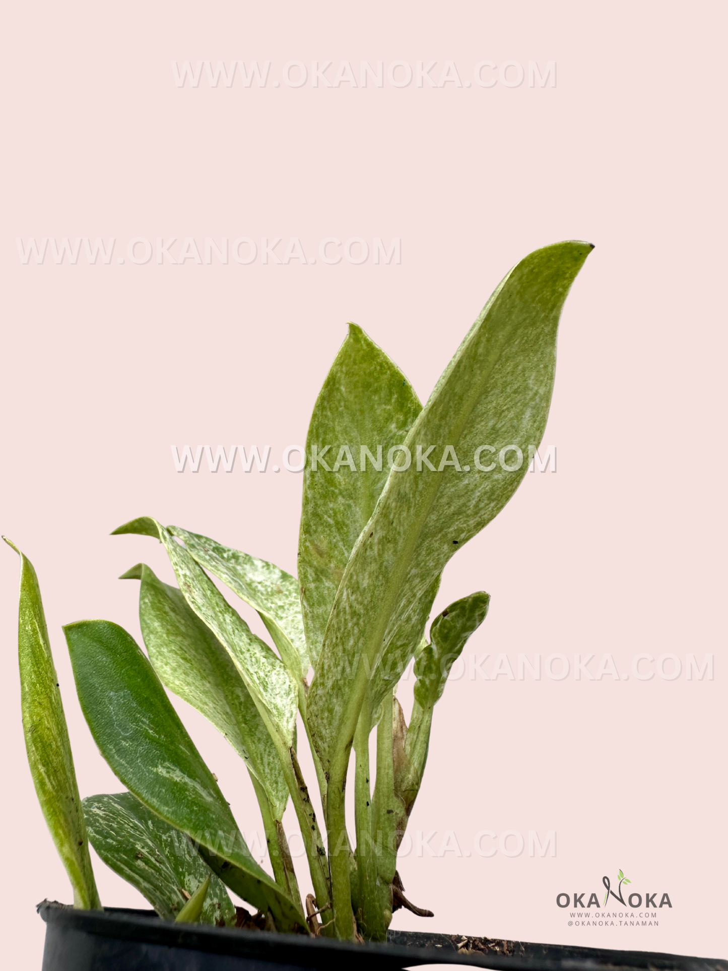 Rhaphidophora Elliptifolia Variegated showing multiple leaves with white and green marbling pattern.