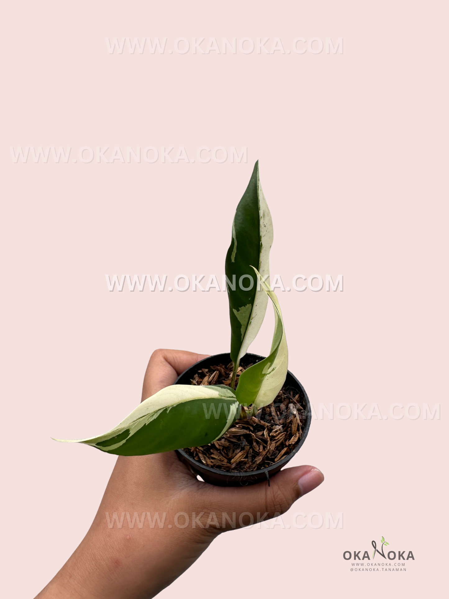 Rhaphidophora Lobbii Schott live plant held in hand showing lobed green leaves.