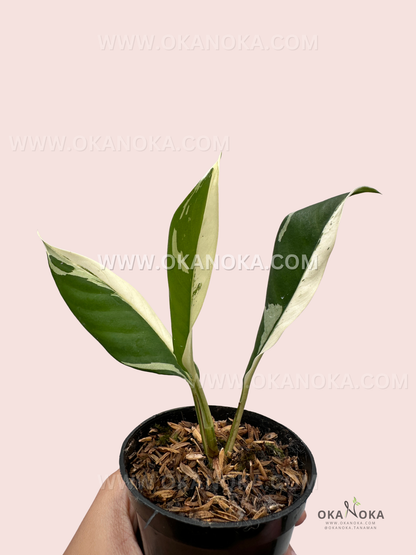  Indoor Rhaphidophora Lobbii Schott showing vertical climbing habit.