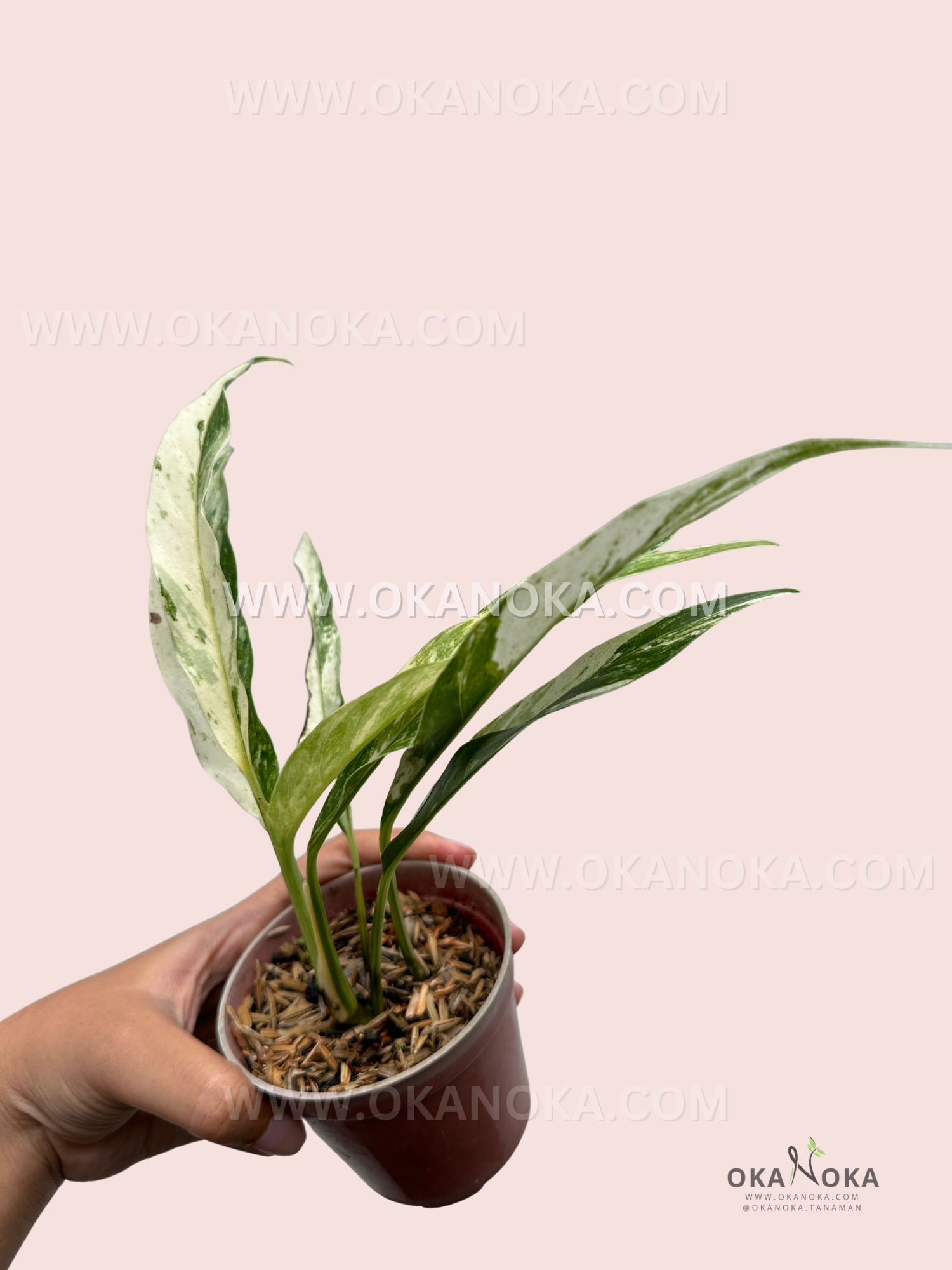 Top view of variegated Rhaphidophora Megasperma leaves highlighting unique patterns.