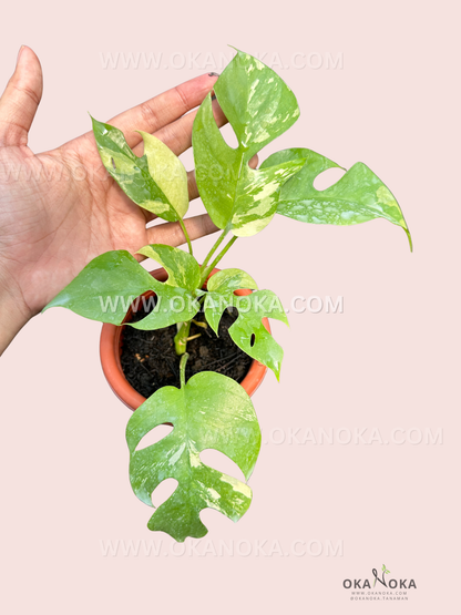 Hand holding small Philodendron Green Congo Nuclear Galaxy displaying vibrant tropical foliage.