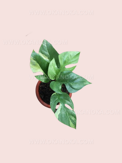 Top view of potted variegated Tetrasperma highlighting multiple leaves.