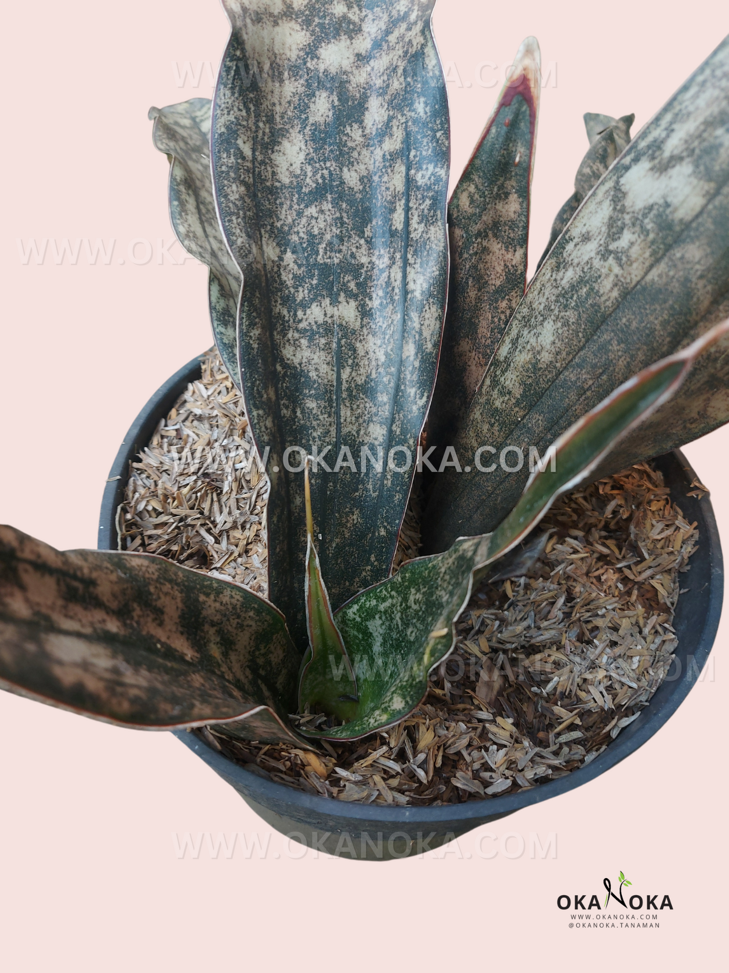 sansevieria kitonga Sansevieria Kirkii – Okanoka