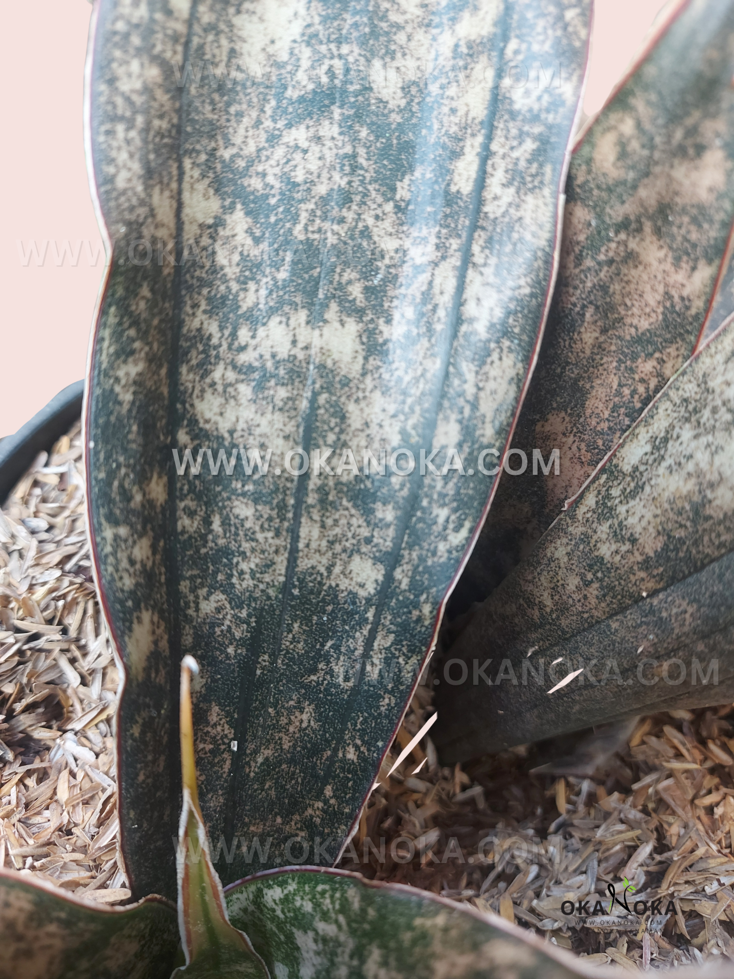 sansevieria kirkii brown Sansevieria Kirkii