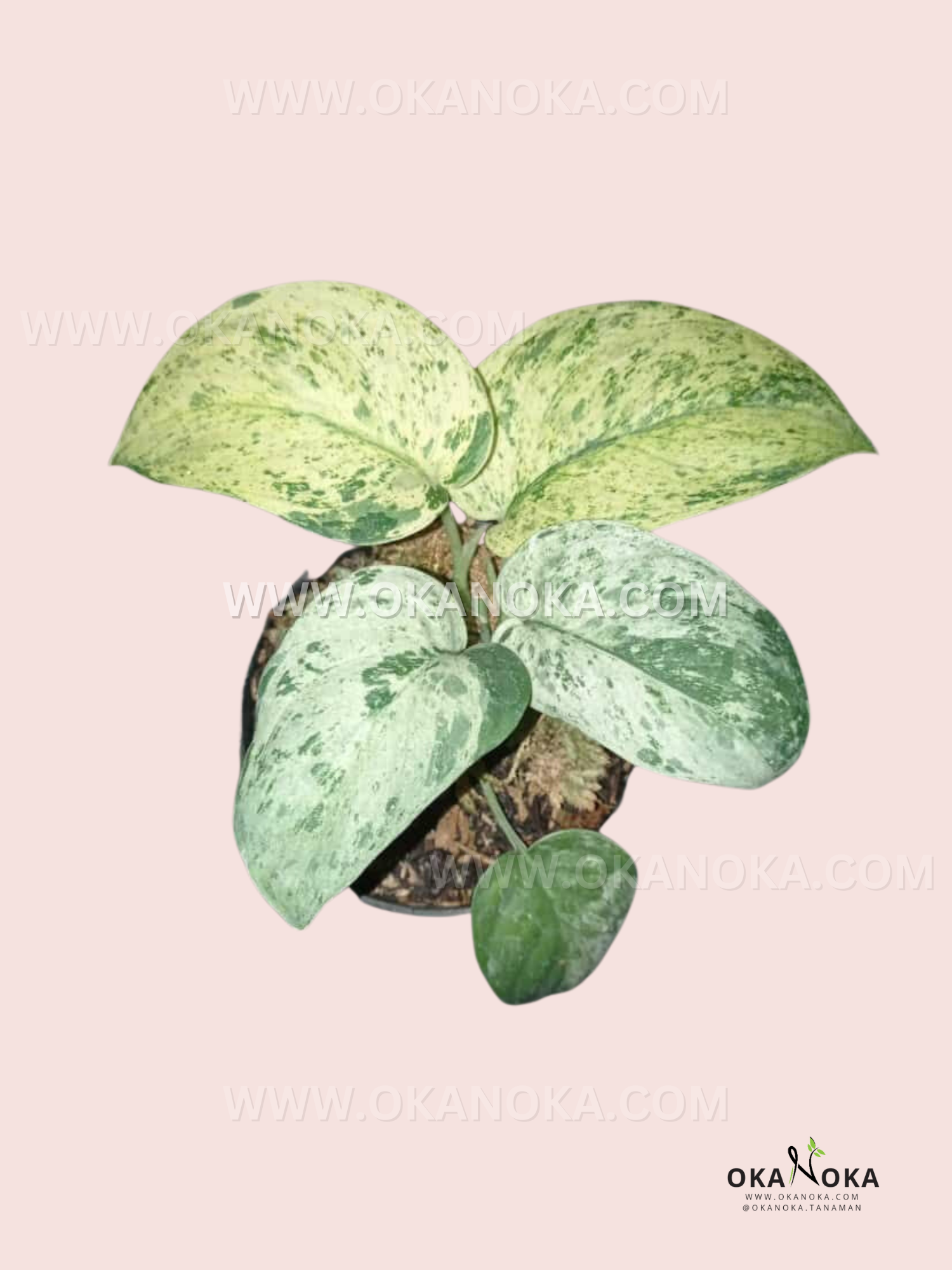 marble jade plant Scindapsus Jade Satin Marble Queen Variegated – Okanoka