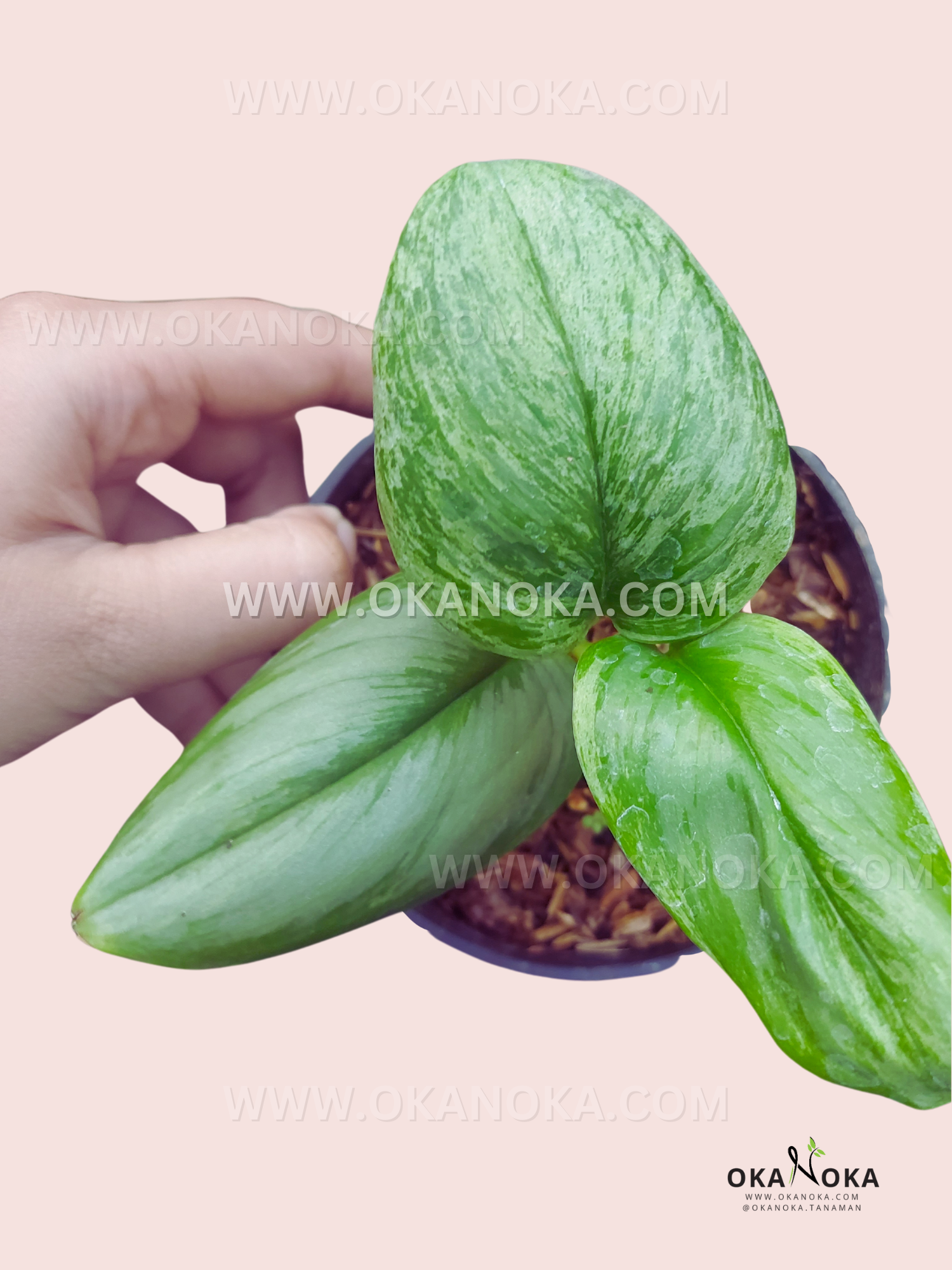 Scindapsus Treubii Moonlight Variegated