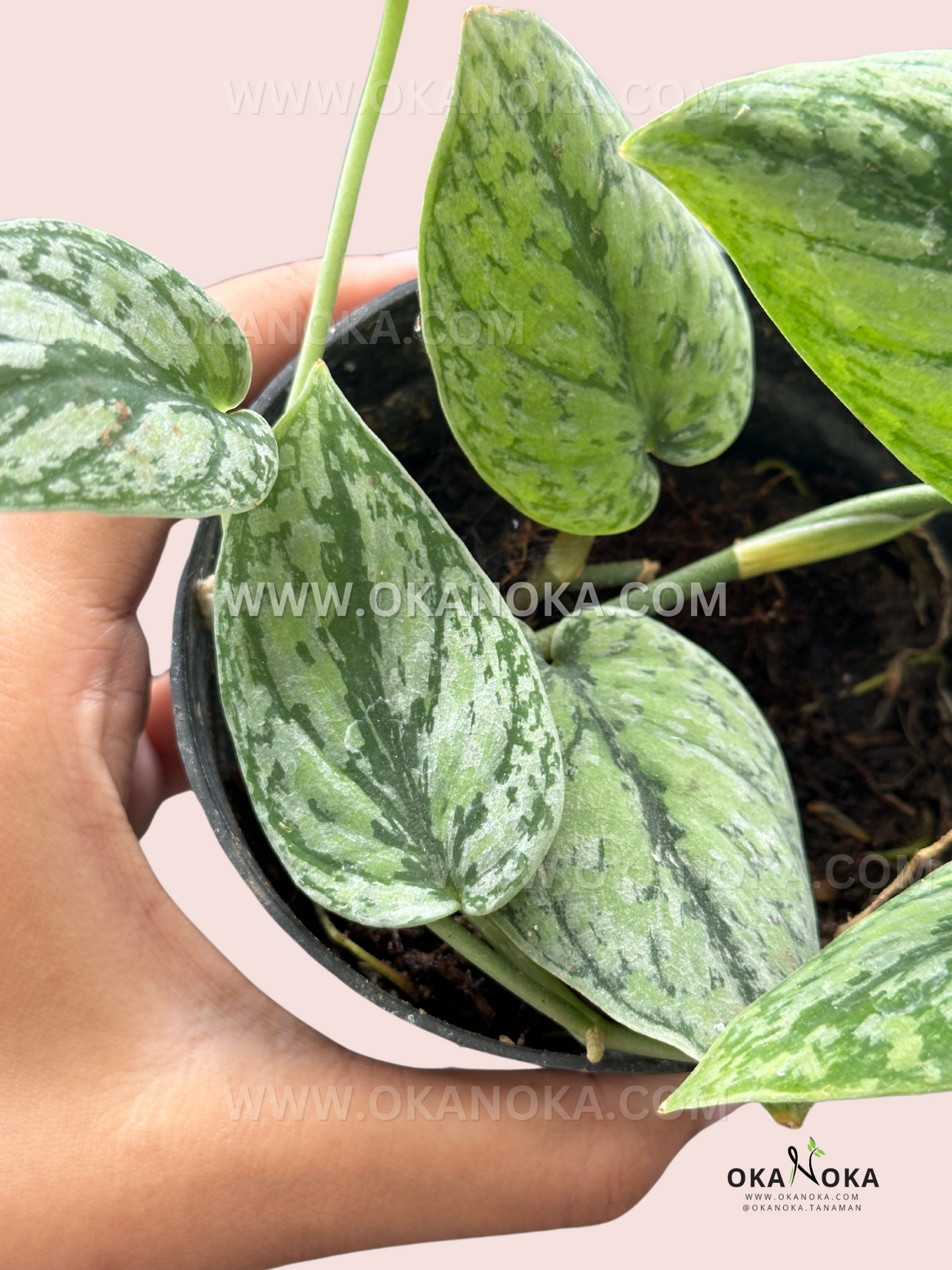 Scindapsus Army Tricolor – Okanoka Scindapsus Army Tricolor – Okanoka