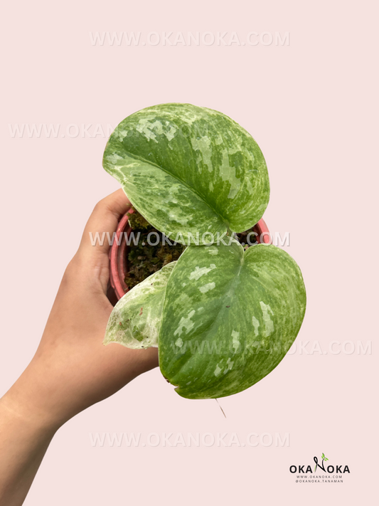 Detailed image of Scindapsus Baticon leaf, highlighting its glossy texture, silver patterns, and delicate veins.