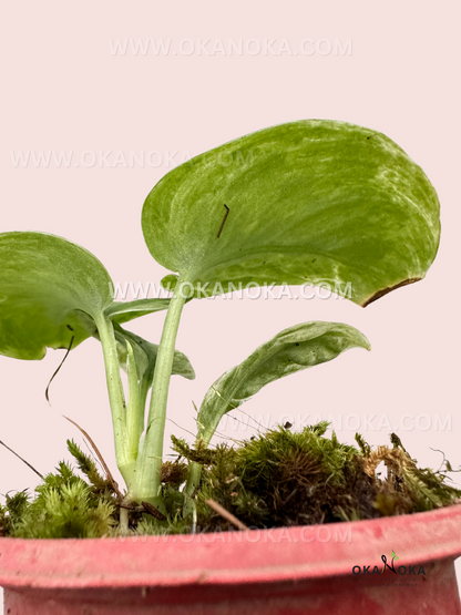 Top view of Scindapsus Baticon potted plant, showcasing its lush, silvery foliage and climbing growth habit.