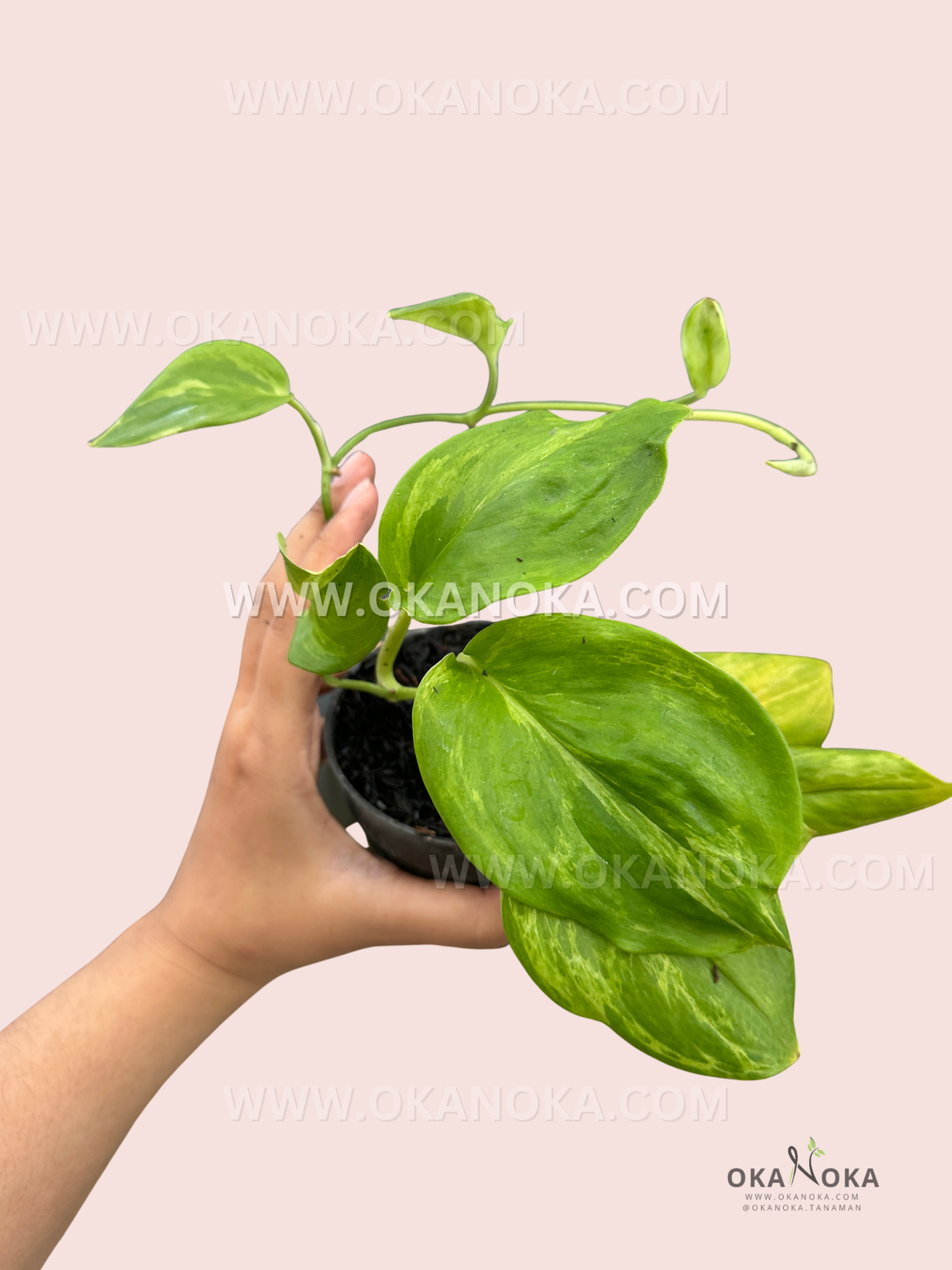 Scindapsus Green on Green live plant with trailing heart-shaped leaves in black pot.