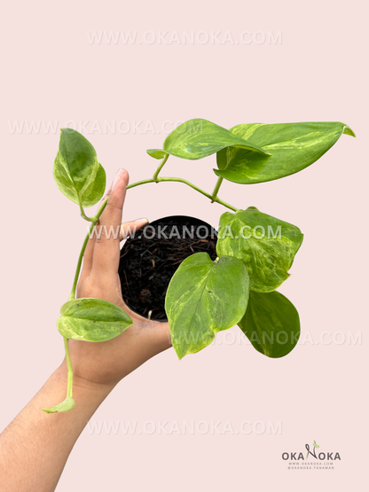 Close-up of Scindapsus Green on Green leaf showcasing deep green variegation.
