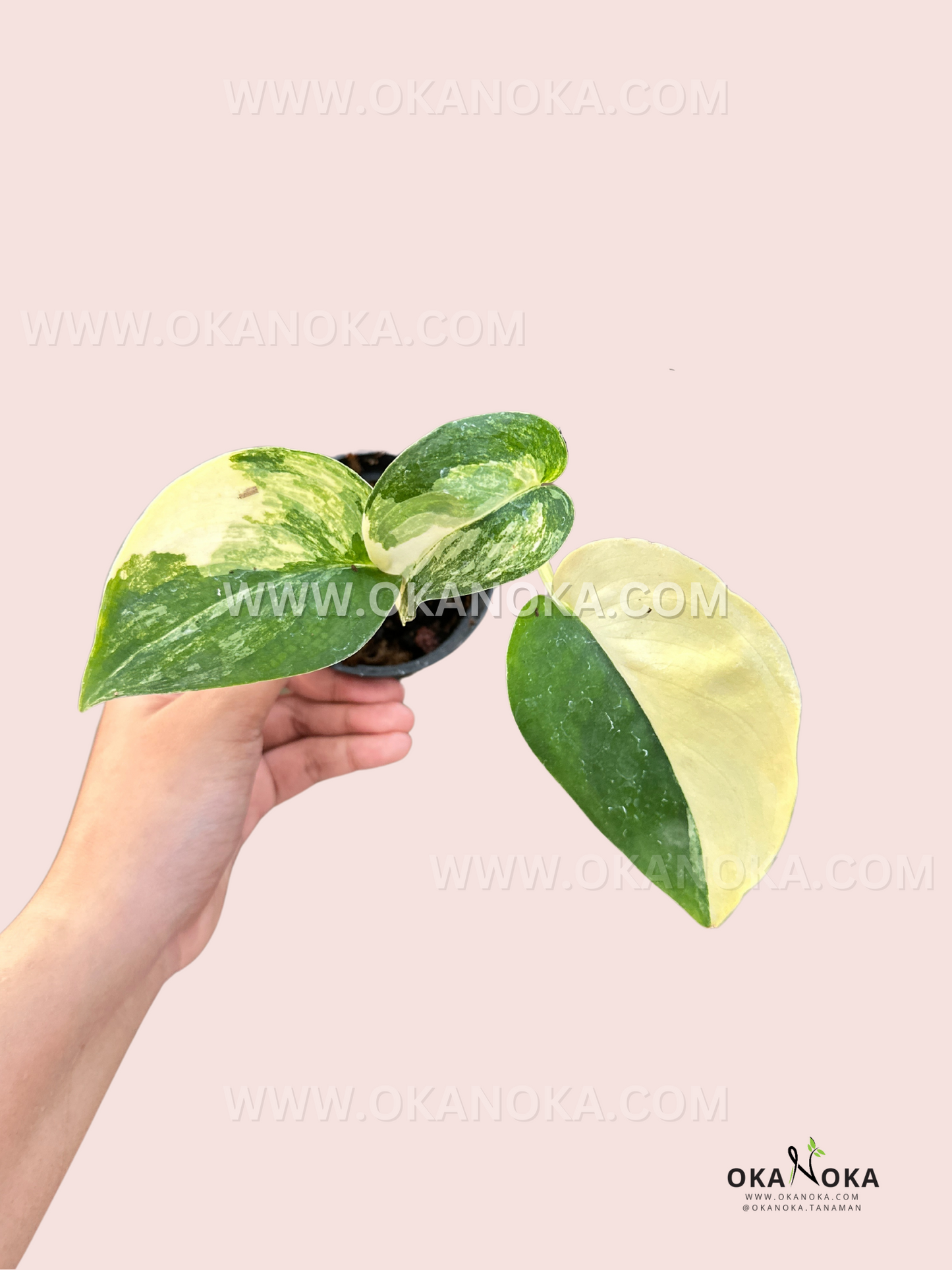 Hand holding a Scindapsus Jade Satin Variegated with lush variegated leaves.