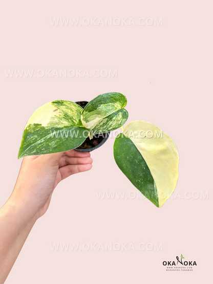 Hand holding a Scindapsus Jade Satin Variegated with lush variegated leaves.