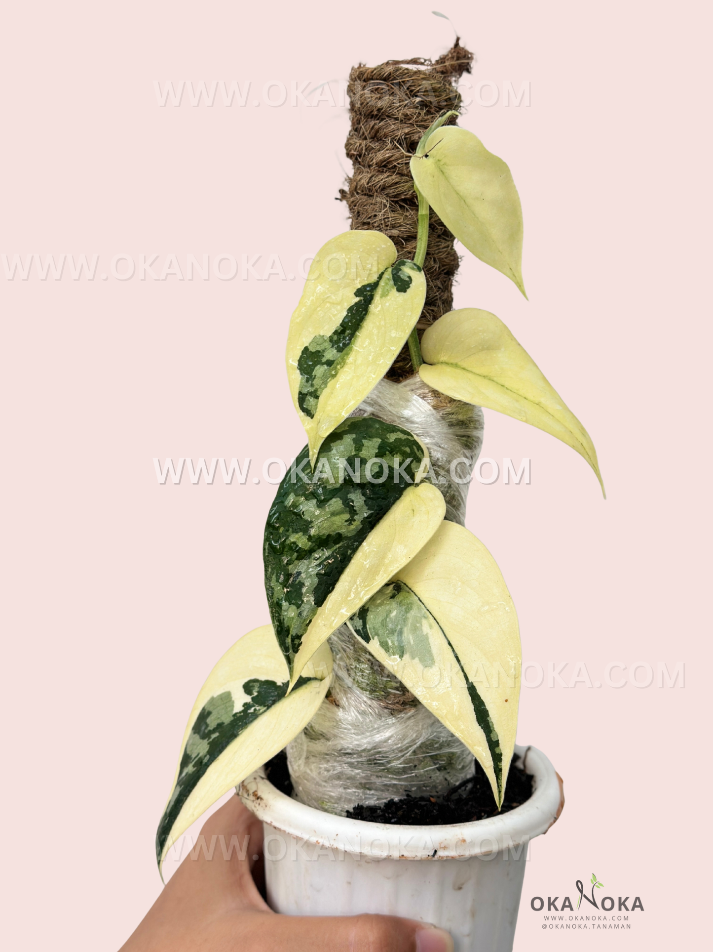 Hand holding a compact Philodendron Green Congo Nuclear Galaxy showing leaf variegation.