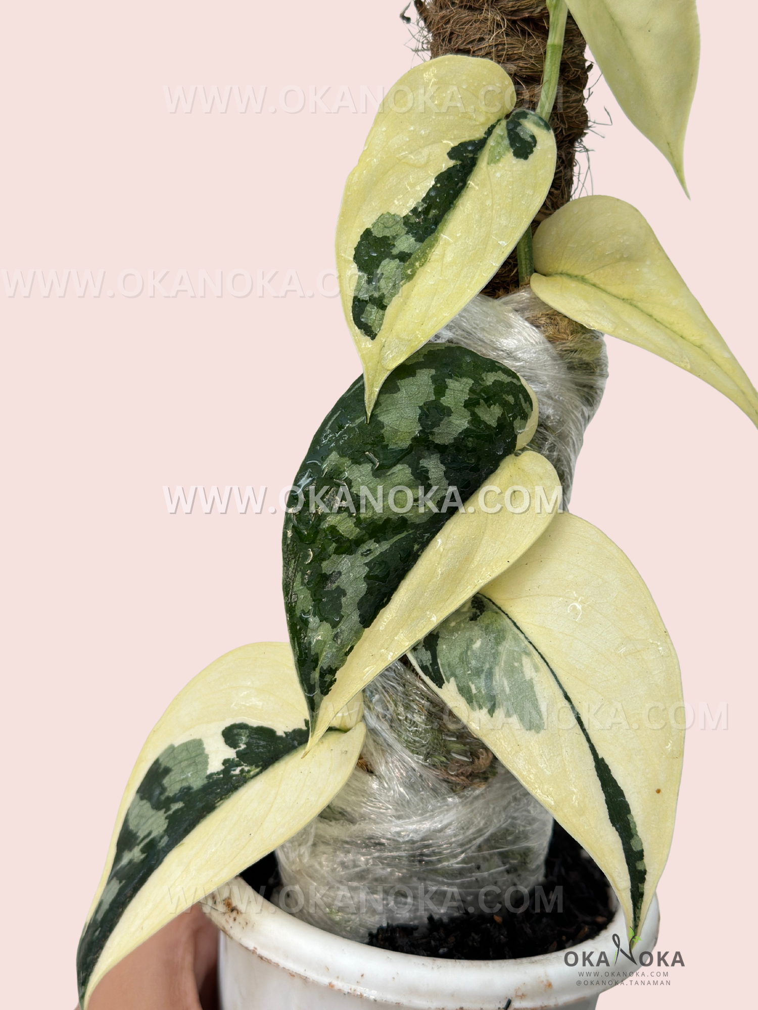 Close-up of Philodendron Green Congo Nuclear Galaxy small size with variegated green and yellow leaves.