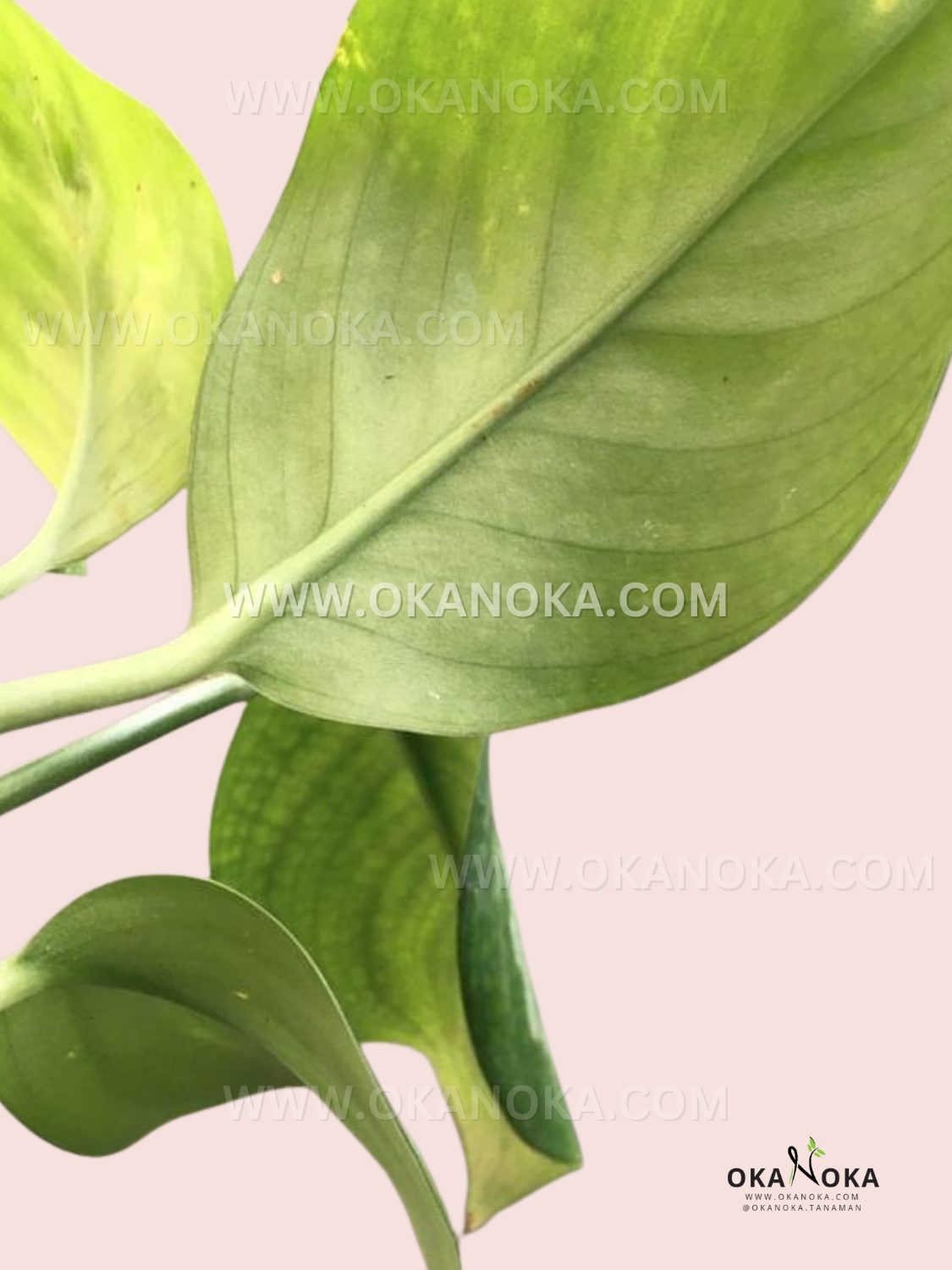 Detailed view of Scindapsus Officinalis leaf pattern and texture.