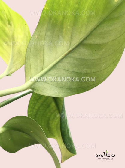 Detailed view of Scindapsus Officinalis leaf pattern and texture.