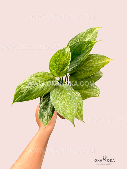 Close-up of Scindapsus Perakensis Mint showing mint-green variegated leaves in hand.