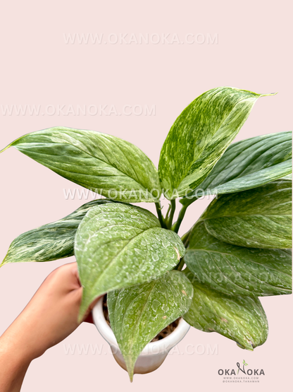 Lush trailing Scindapsus Perakensis Mint with silver variegation for indoor decor.