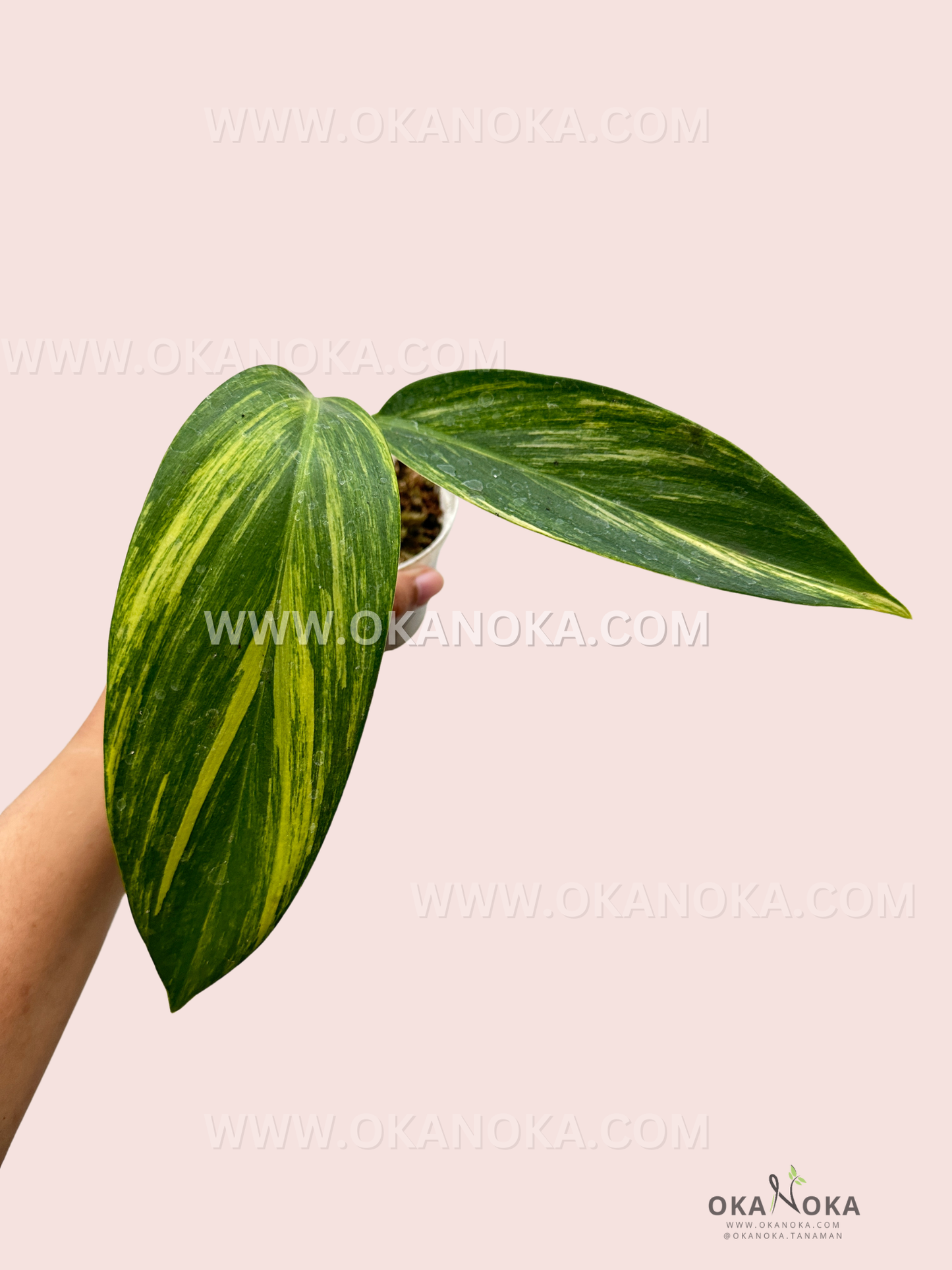 Scindapsus Rupestris Variegated leaves with silver and green patterns held in hand.