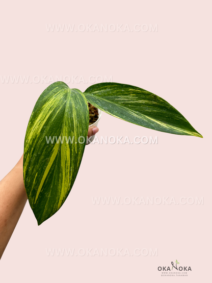 Scindapsus Rupestris Variegated leaves with silver and green patterns held in hand.