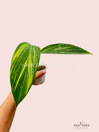 Close-up of Scindapsus Rupestris Variegated showcasing intricate leaf variegation.