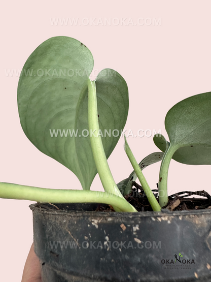 Hand holding a Scindapsus Silver Cloud Dark Form plant, highlighting its lush foliage.