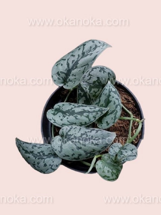 Close-up of Scindapsus Silver Lady leaves showcasing silver marbling on green foliage.