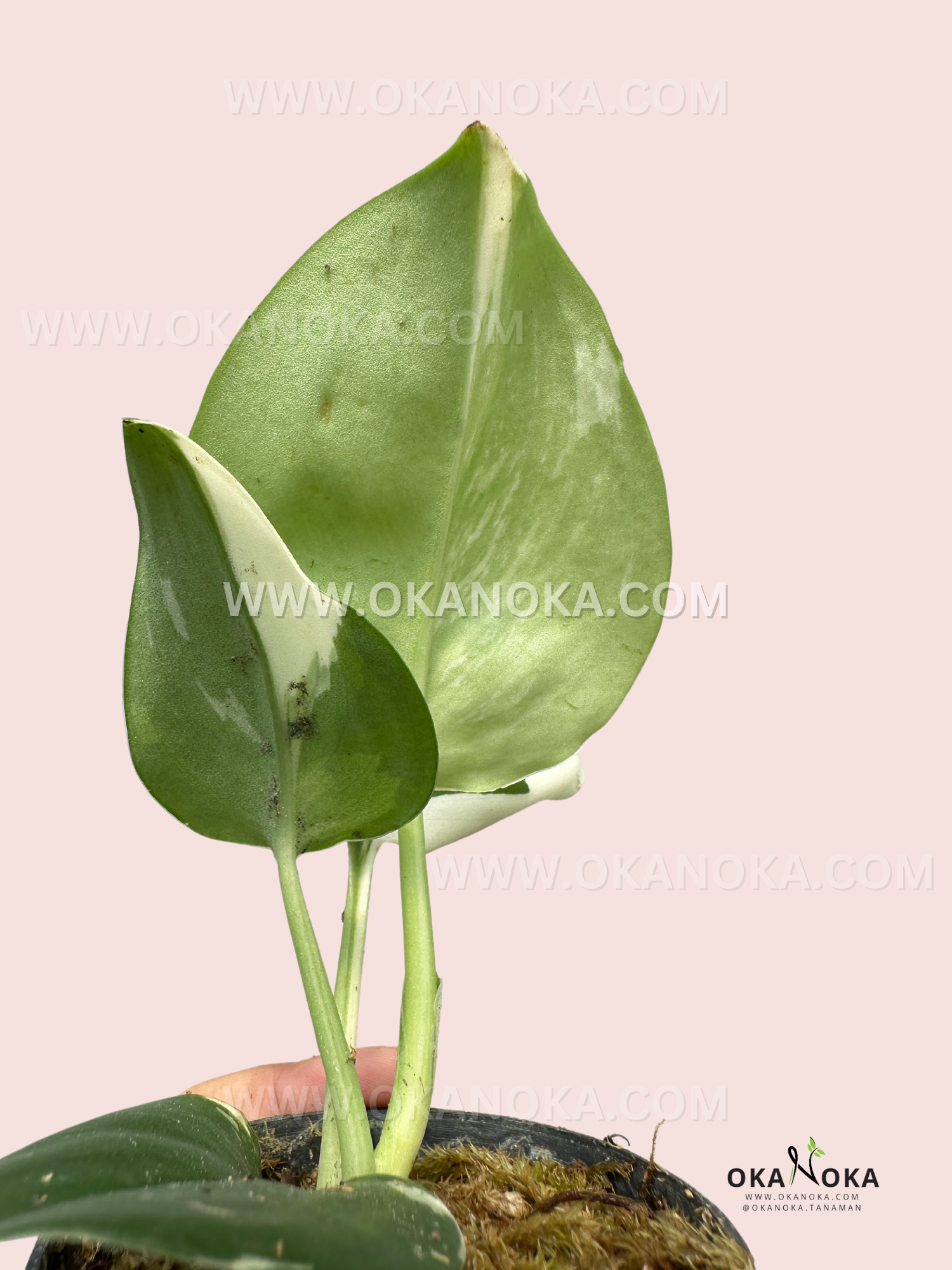 Young Scindapsus Treubii Albo live plant with vibrant green and white foliage.