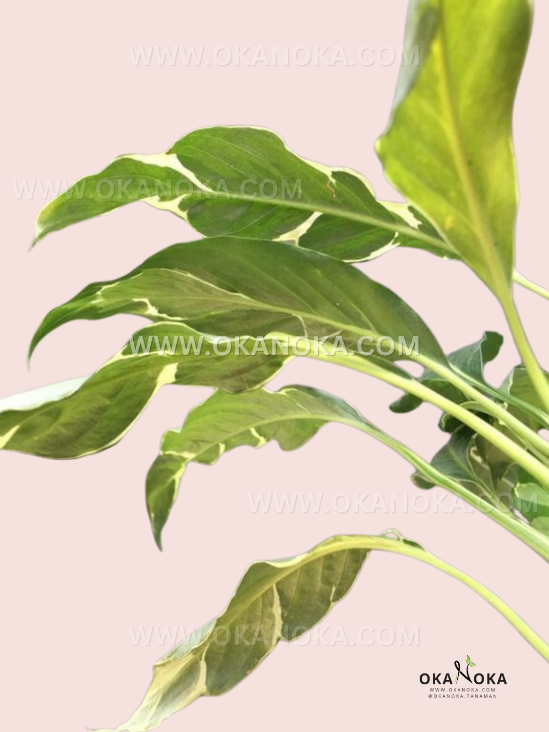 peace.lily yellow leaves Spathiphyllum Deli Delhi Yellow – Okanoka
