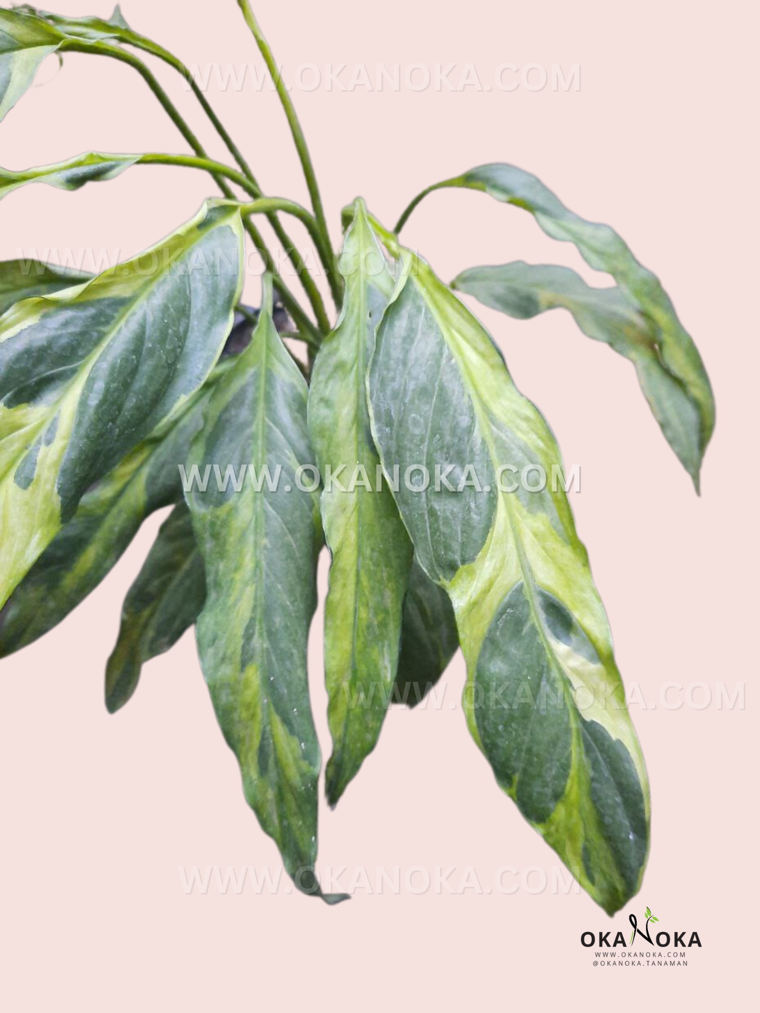 aglaonema deli Spathiphyllum Deli Delhi Yellow