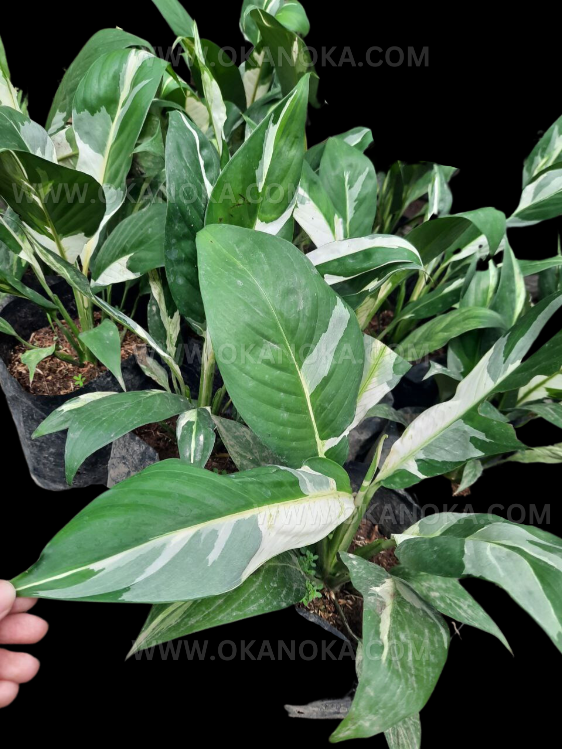 Spathiphyllum Peace Lily Variegated