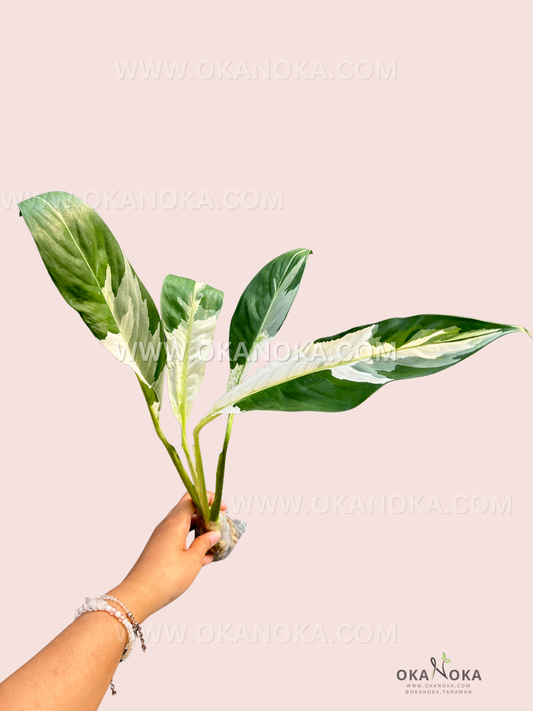Close-up of glossy green Scindapsus Green on Green leaves with vibrant variegation