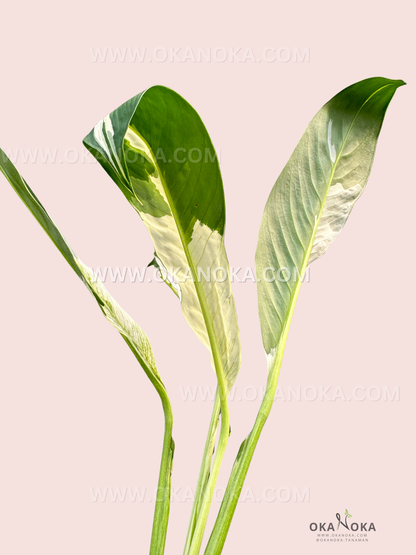 Indoor Scindapsus Green on Green plant highlighting healthy, glossy leaves
