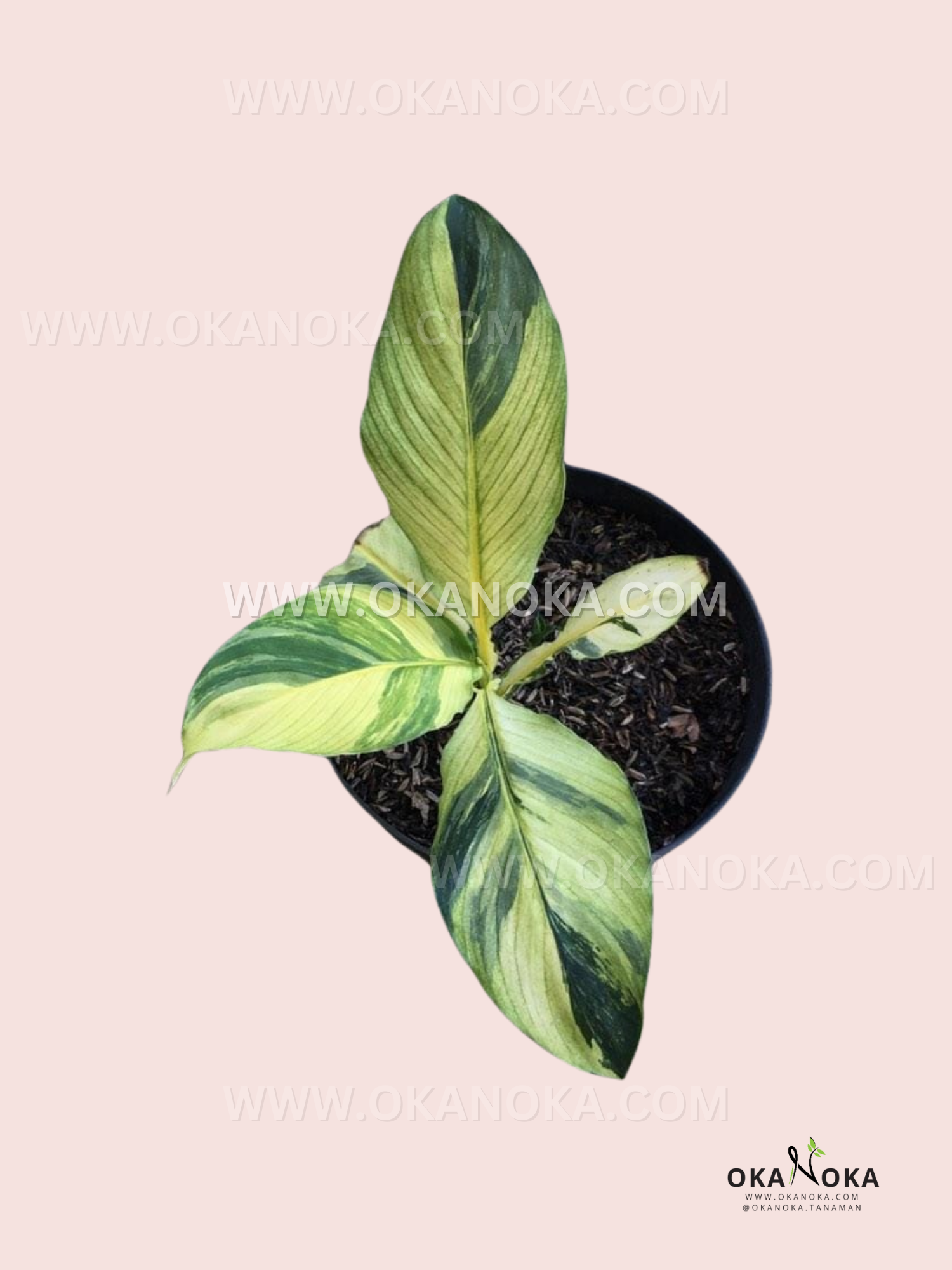 Spathiphyllum Sensation Variegated Mauna Loa small size