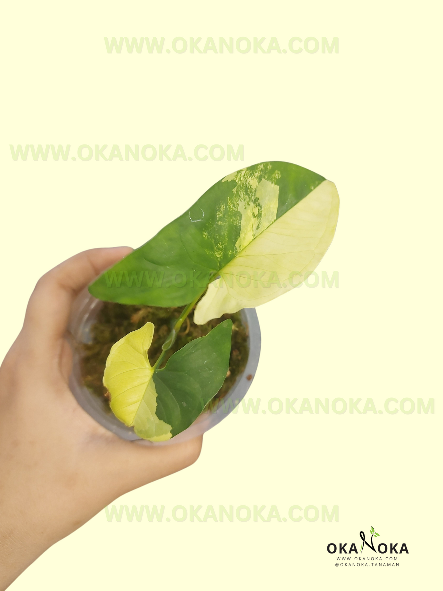 Starter Plant Wholesale Syngonium Aurea Yellow Variegated with healthy yellow and green variegated arrowhead leaves.
