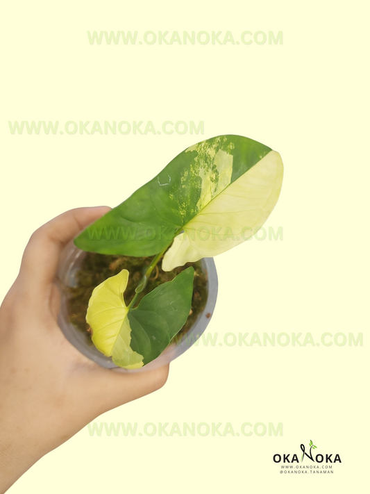 Starter Plant Wholesale Syngonium Aurea Yellow Variegated with healthy yellow and green variegated arrowhead leaves.