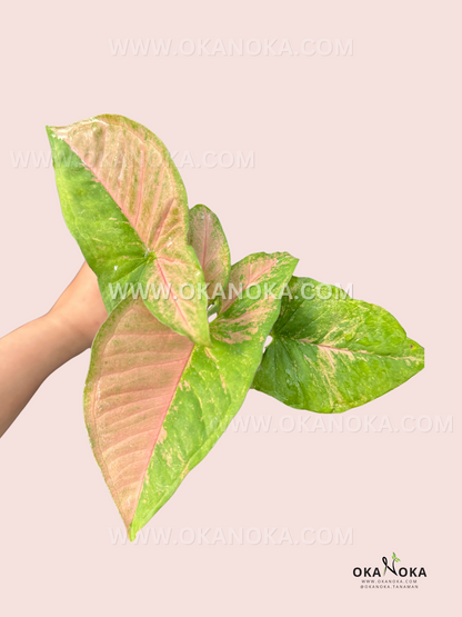 A Syngonium Pink Flecked plant with soft green leaves flecked with delicate pink speckles, held in a person's hand against a white background.