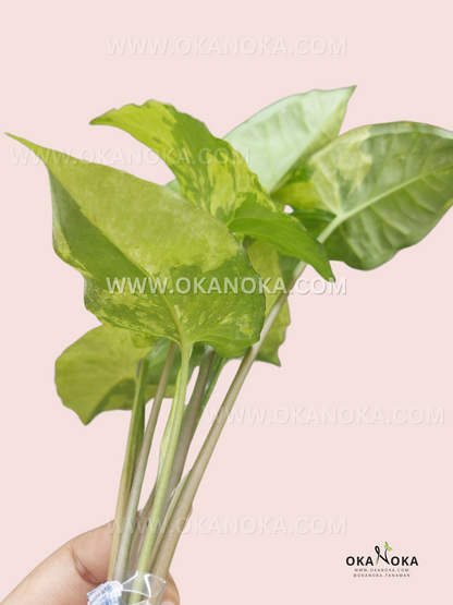 Syngonium Avocado Milkshake Butterfly Variegated