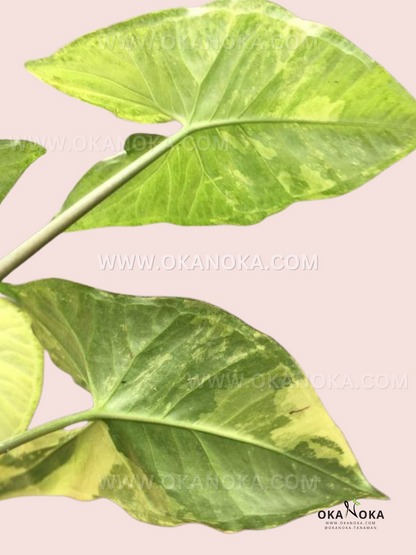 Syngonium Avocado Milkshake Butterfly Variegated