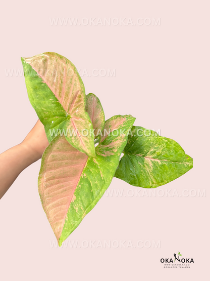 Syngonium Pink Flecked