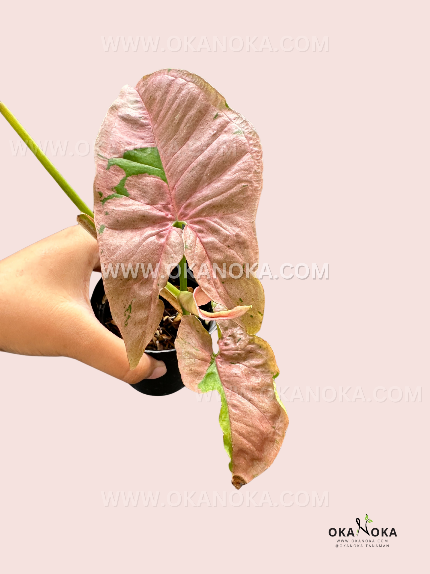 Syngonium Pink Pastel is a vibrant houseplant with soft pink leaves mixed with green, creating a unique pastel effect. It's a vining plant that thrives in bright, indirect light and prefers high humidity. Easy to care for, it requires regular watering but should not be waterlogged. Ideal for adding a splash of color to any indoor space.