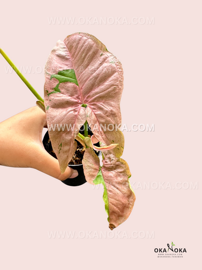 Syngonium Pink Pastel is a vibrant houseplant with soft pink leaves mixed with green, creating a unique pastel effect. It's a vining plant that thrives in bright, indirect light and prefers high humidity. Easy to care for, it requires regular watering but should not be waterlogged. Ideal for adding a splash of color to any indoor space.