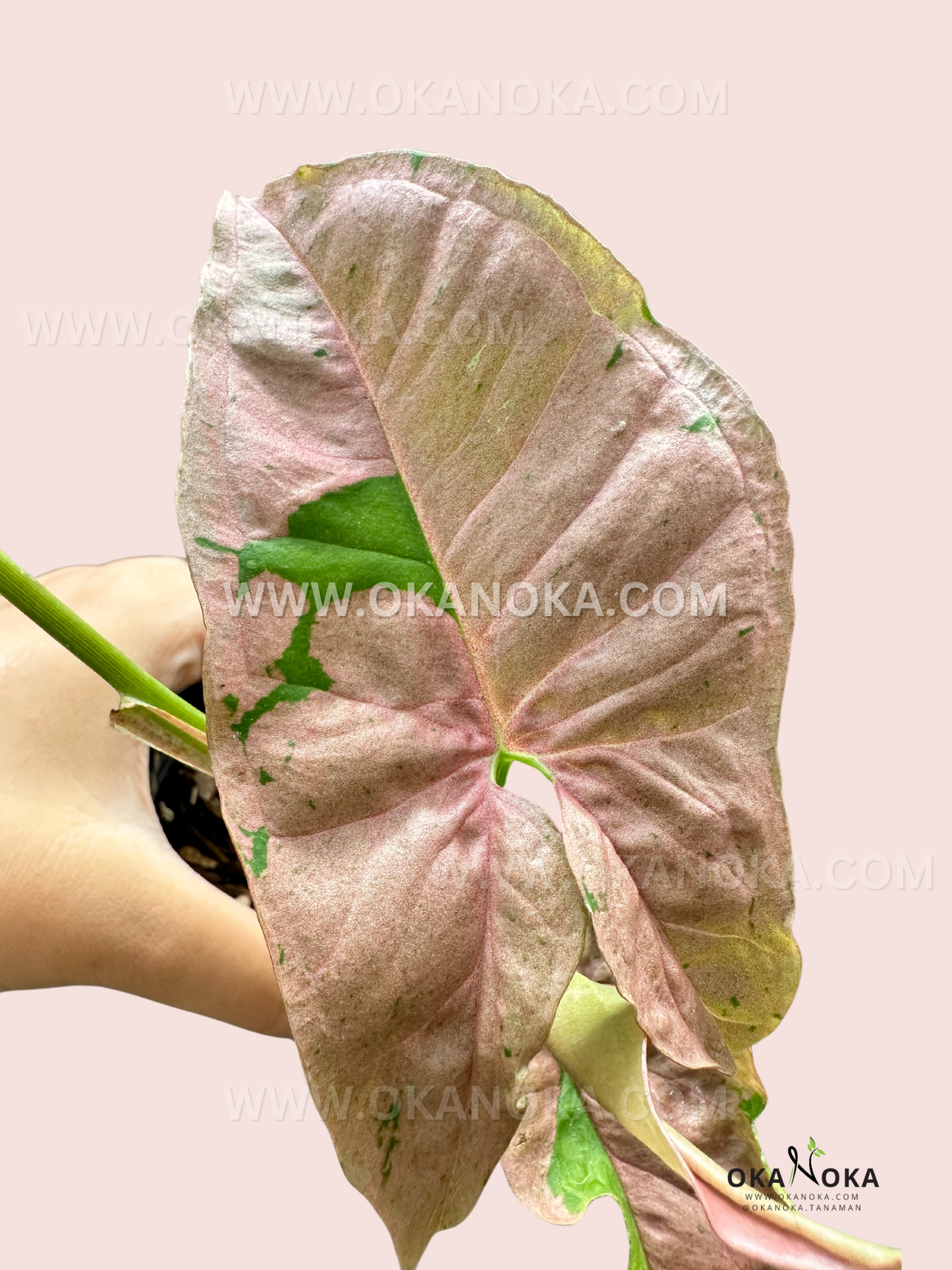 Syngonium Pink Pastel is a vibrant houseplant with soft pink leaves mixed with green, creating a unique pastel effect. It's a vining plant that thrives in bright, indirect light and prefers high humidity. Easy to care for, it requires regular watering but should not be waterlogged. Ideal for adding a splash of color to any indoor space.