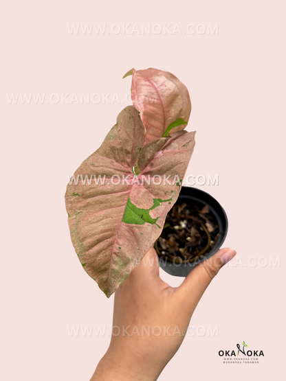 Syngonium Pink Pastel is a vibrant houseplant with soft pink leaves mixed with green, creating a unique pastel effect. It's a vining plant that thrives in bright, indirect light and prefers high humidity. Easy to care for, it requires regular watering but should not be waterlogged. Ideal for adding a splash of color to any indoor space.