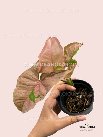 Syngonium Pink Pastel is a vibrant houseplant with soft pink leaves mixed with green, creating a unique pastel effect. It's a vining plant that thrives in bright, indirect light and prefers high humidity. Easy to care for, it requires regular watering but should not be waterlogged. Ideal for adding a splash of color to any indoor space.