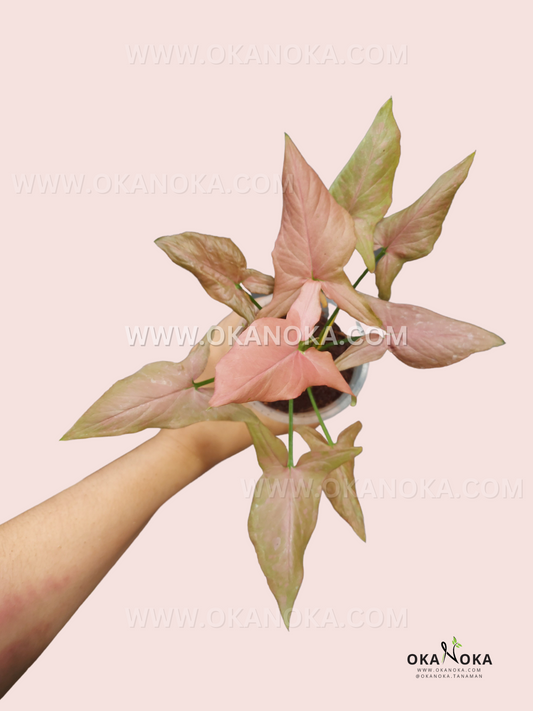 Syngonium Rose Mini